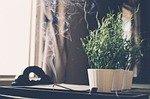 incense stick, joss stick, incense, smoke, zen, meditation, grunge, meditate, quiet, religious, burn, relaxation, japan, scent, plant, nature, smell, incense, incense, incense, incense, incense, smell